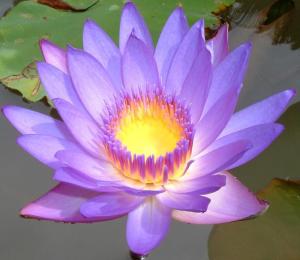 Courtesy of http://www.flower-images.net/purple-water-lily